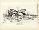 Harp Seal Art Print - Muir Way - Fisheries