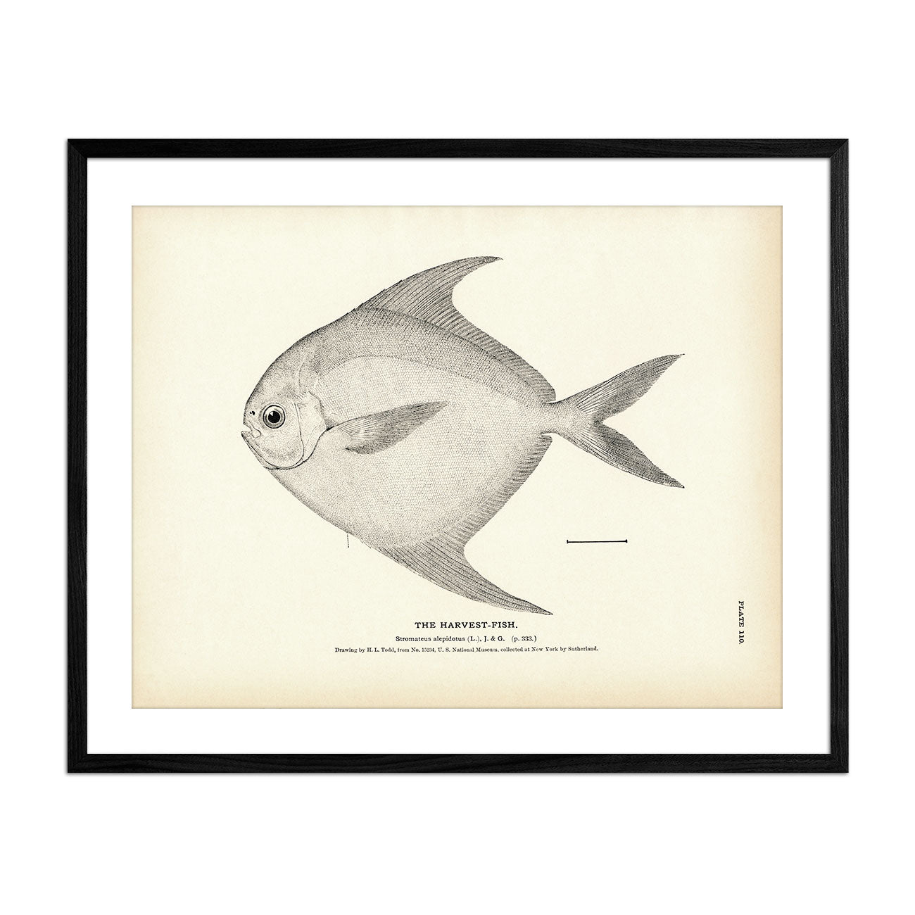 Harvest - Fish Art Print - Muir Way - Fisheries
