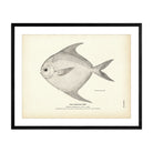 Harvest - Fish Art Print - Muir Way - Fisheries