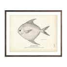 Vintage Harvet-fish print