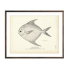 Harvest - Fish Art Print - Muir Way - Fisheries