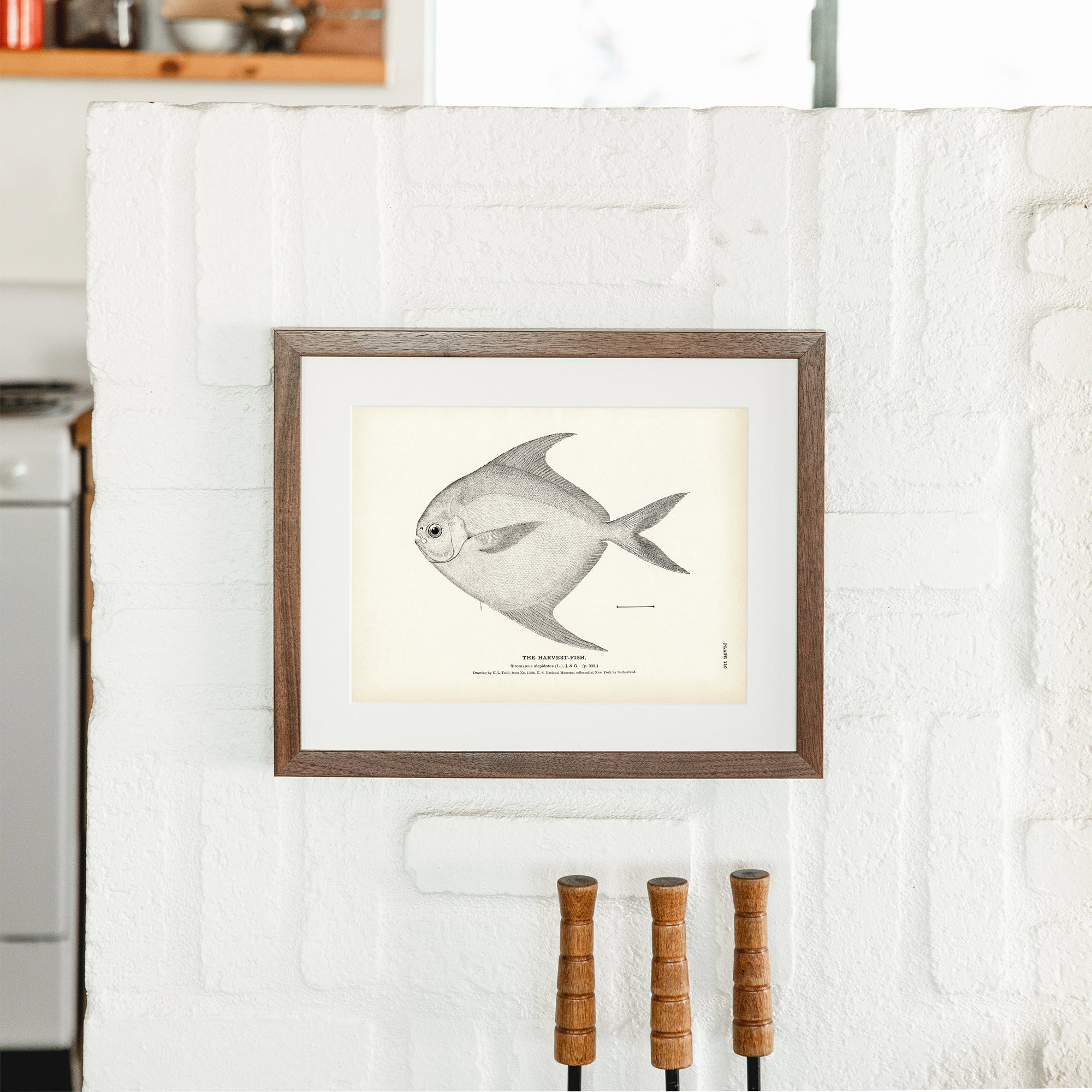Harvest - Fish Art Print - Muir Way - Fisheries