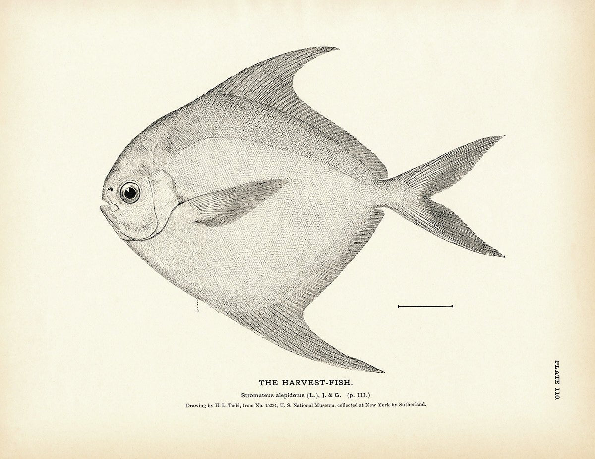 Harvest - Fish Art Print - Muir Way - Fisheries