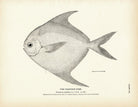 Harvest - Fish Art Print - Muir Way - Fisheries