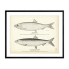 Herring and California Herring Art Print - Muir Way - Fisheries