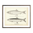 Herring and California Herring Art Print - Muir Way - Fisheries