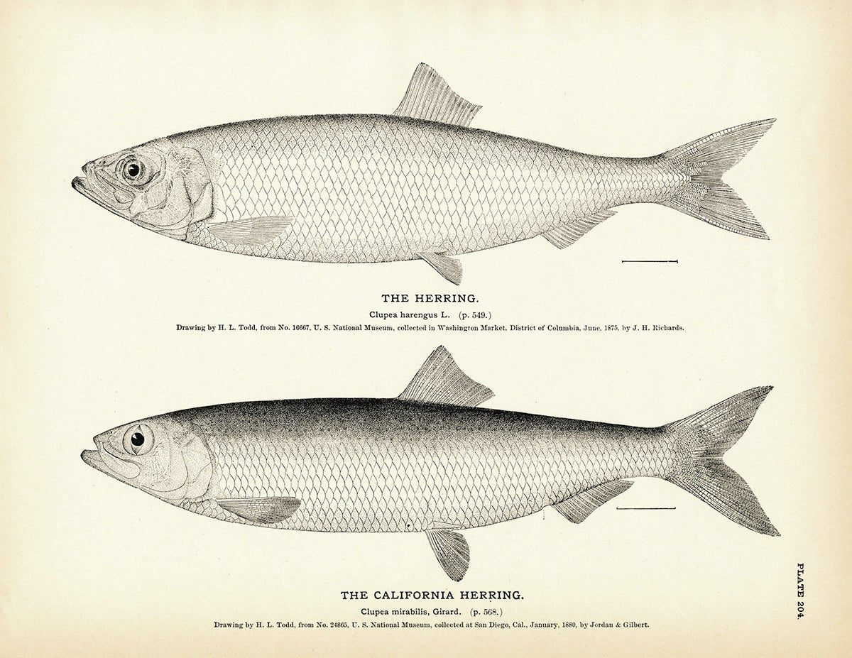 Herring and California Herring Art Print - Muir Way - Fisheries