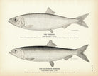 Herring and California Herring Art Print - Muir Way - Fisheries