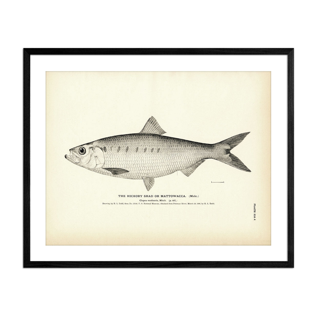 Hickory Shad (Male) (Mattowacca) Art Print - Muir Way - Fisheries