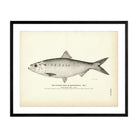 Hickory Shad (Male) (Mattowacca) Art Print - Muir Way - Fisheries
