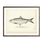 Hickory Shad (Male) (Mattowacca) Art Print - Muir Way - Fisheries