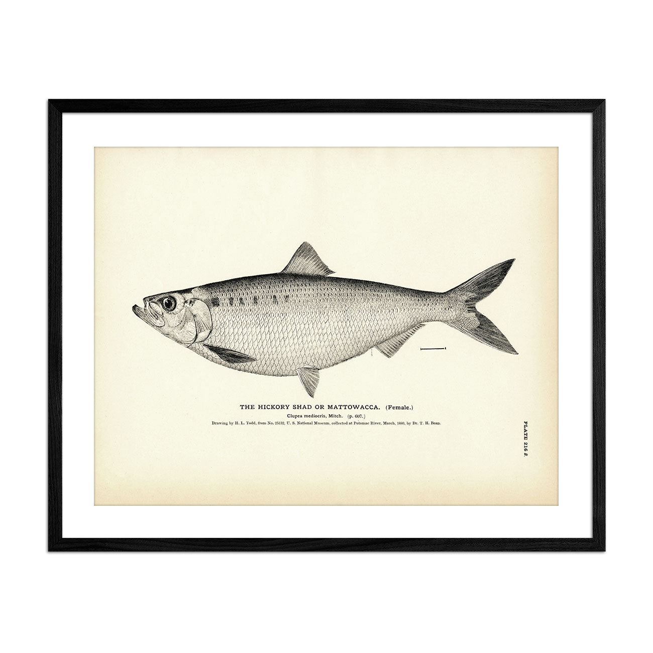 Hickory Shad (Female) (Mattowacca) Art Print - Muir Way - Fisheries