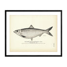 Hickory Shad (Female) (Mattowacca) Art Print - Muir Way - Fisheries