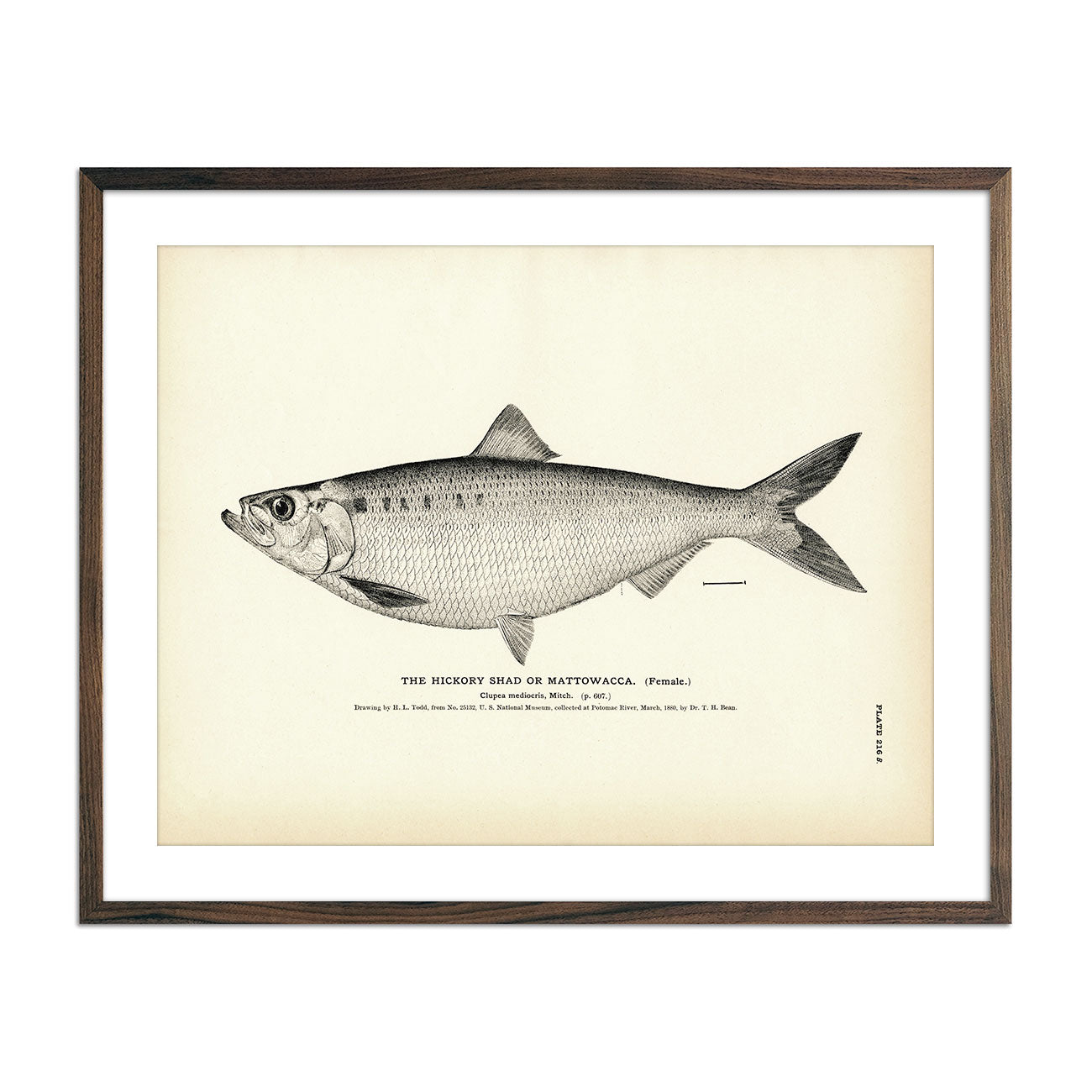 Hickory Shad (Female) (Mattowacca) Art Print - Muir Way - Fisheries
