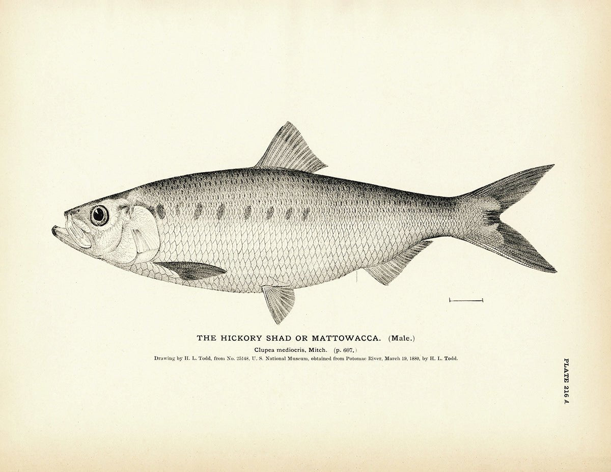 Hickory Shad (Male) (Mattowacca) Art Print - Muir Way - Fisheries