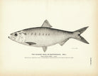 Hickory Shad (Male) (Mattowacca) Art Print - Muir Way - Fisheries