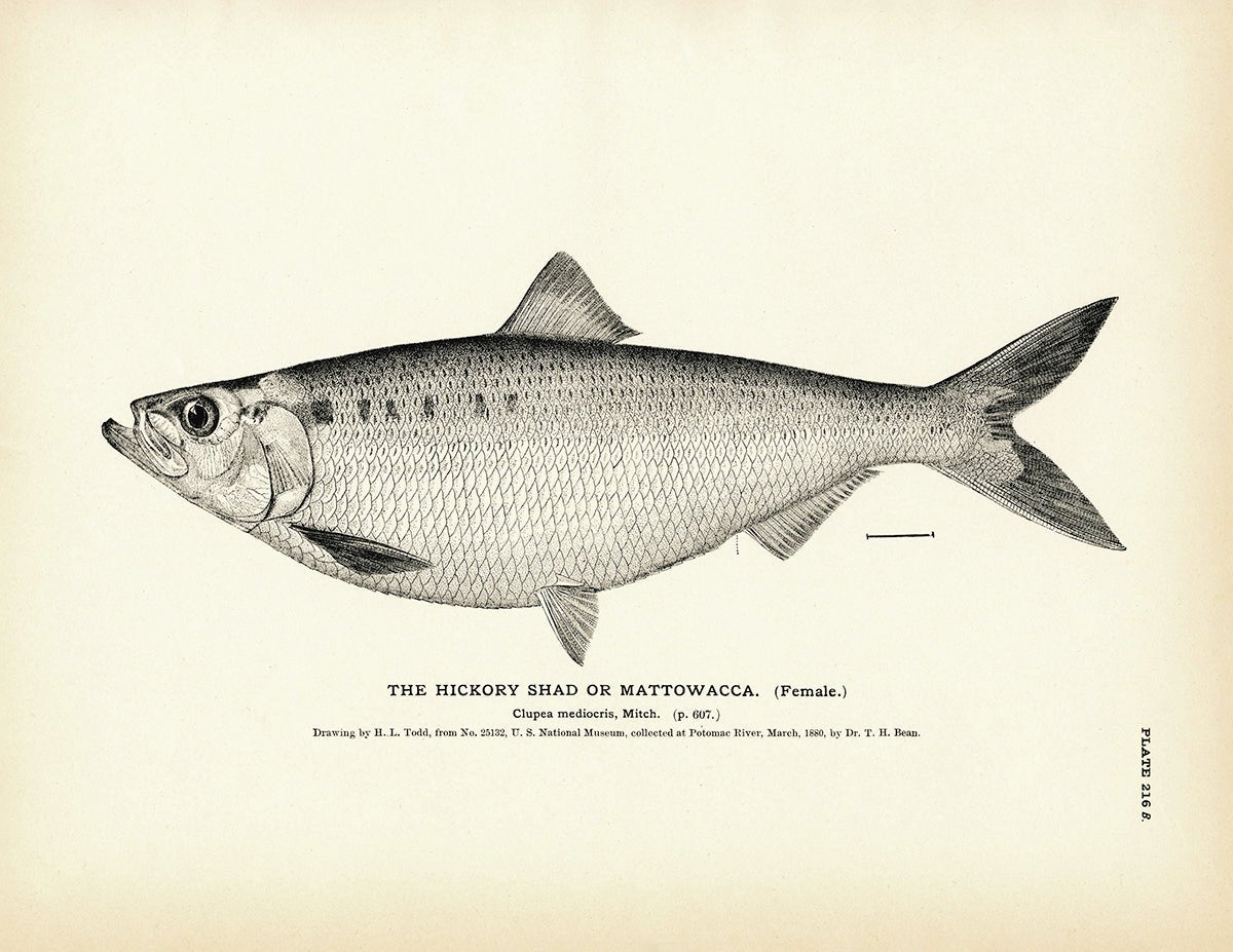 Hickory Shad (Female) (Mattowacca) Art Print - Muir Way - Fisheries