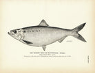 Hickory Shad (Female) (Mattowacca) Art Print - Muir Way - Fisheries