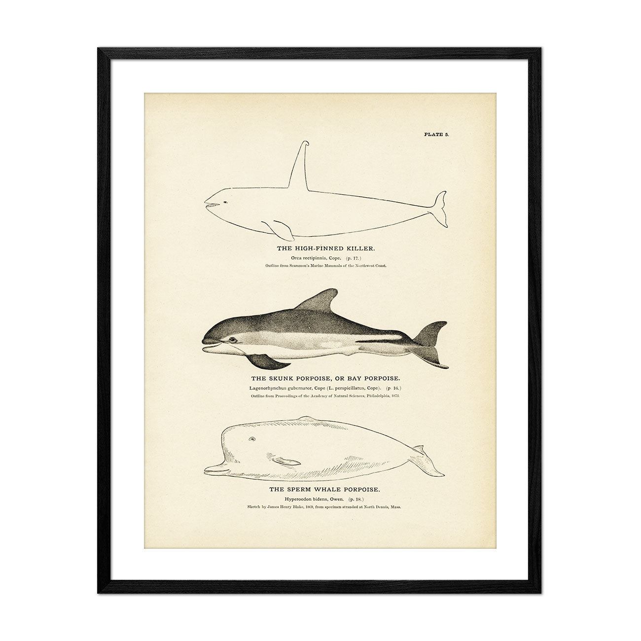 High - Finned Killer, Skunk Porpoise (Bay Porpoise), and Sperm Whale Porpoise Art Print - Muir Way - Fisheries