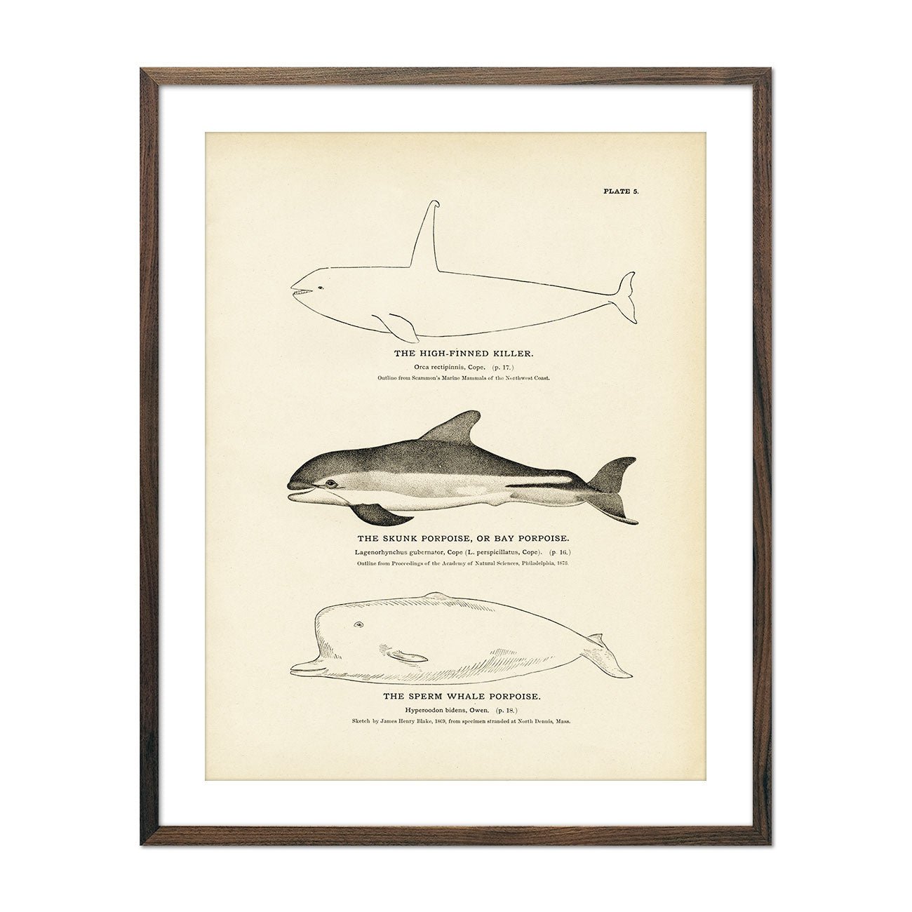 High - Finned Killer, Skunk Porpoise (Bay Porpoise), and Sperm Whale Porpoise Art Print - Muir Way - Fisheries