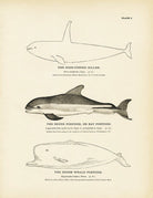 High - Finned Killer, Skunk Porpoise (Bay Porpoise), and Sperm Whale Porpoise Art Print - Muir Way - Fisheries