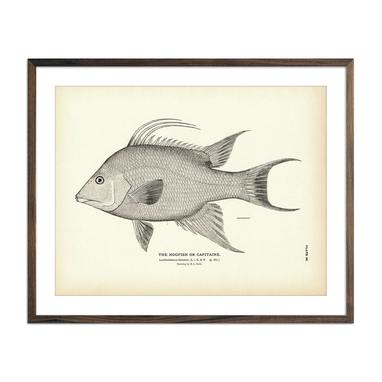 Hogfish (Capitaine) Art Print - Muir Way - Fisheries