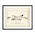 Hooded Seal Art Print - Muir Way - Fisheries