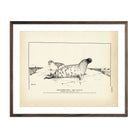 Hooded Seal Art Print - Muir Way - Fisheries