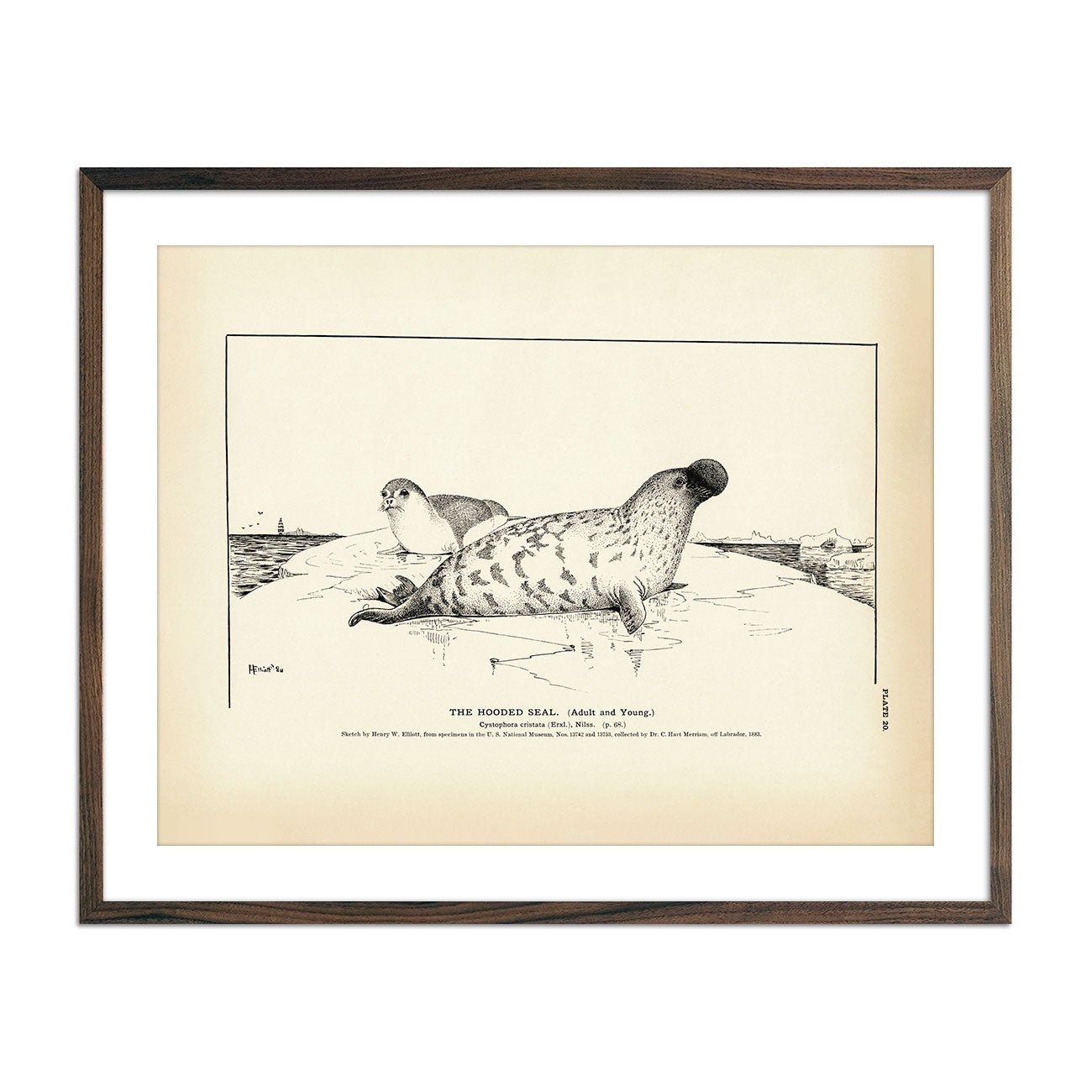 Hooded Seal Art Print - Muir Way - Fisheries