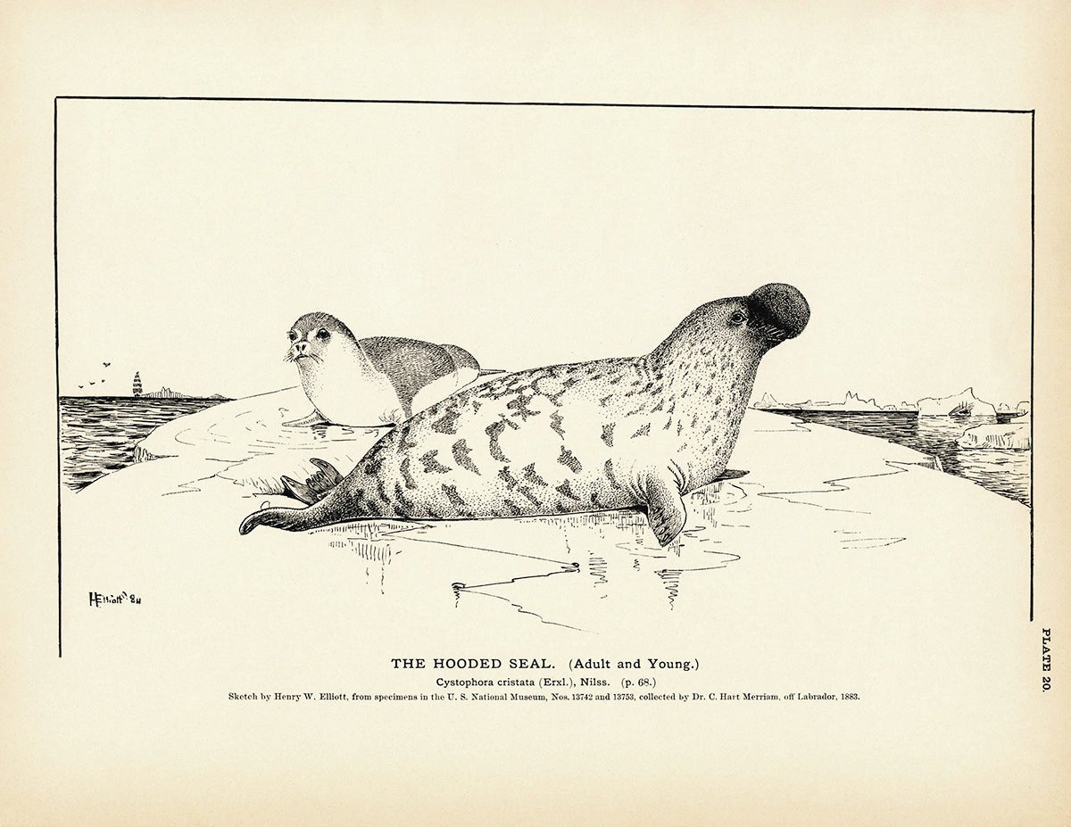 Hooded Seal Art Print - Muir Way - Fisheries
