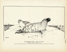 Hooded Seal Art Print - Muir Way - Fisheries