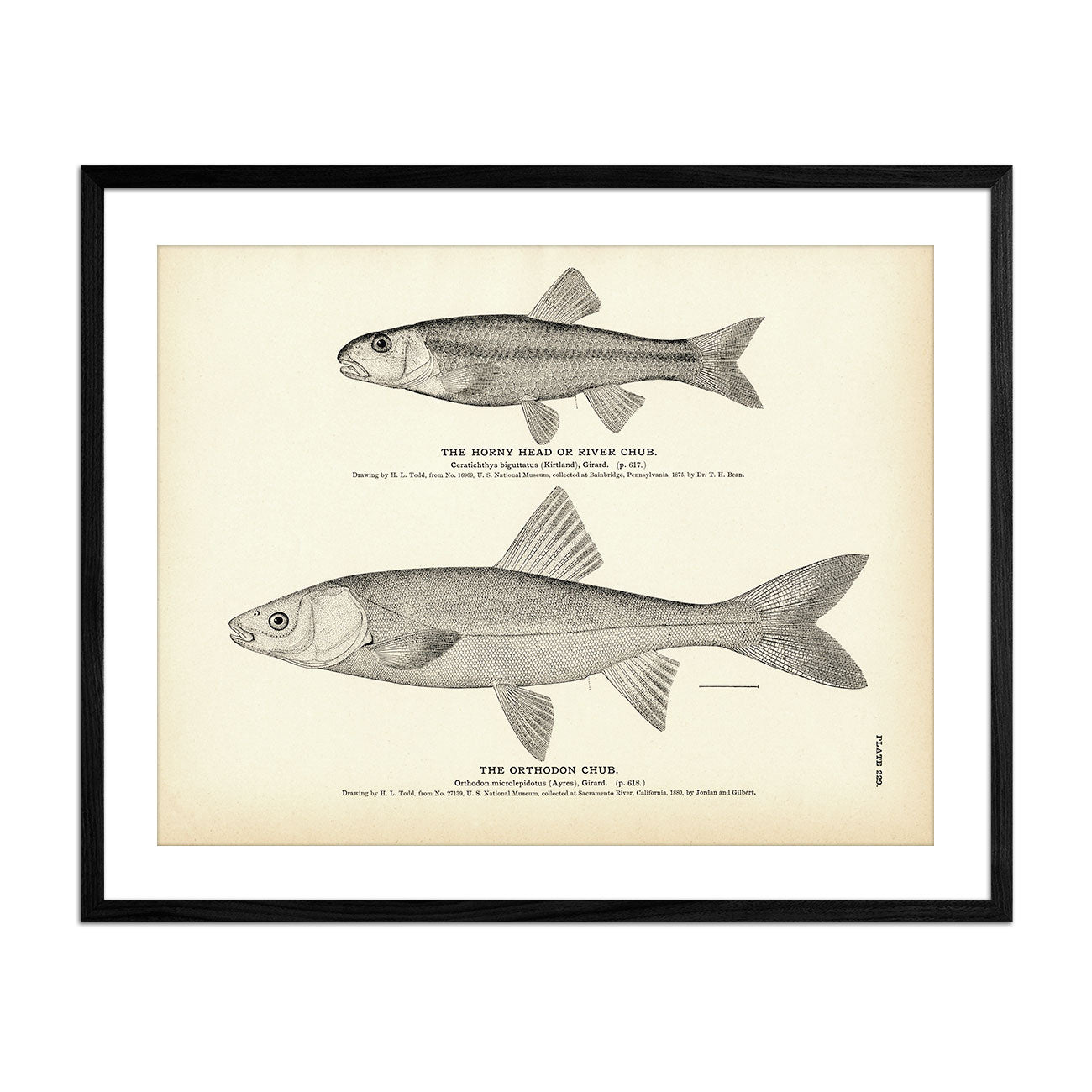 Horny Head (River Chub) and Orthodon Chub Art Print - Muir Way - Fisheries