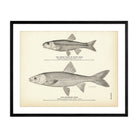 Horny Head (River Chub) and Orthodon Chub Art Print - Muir Way - Fisheries