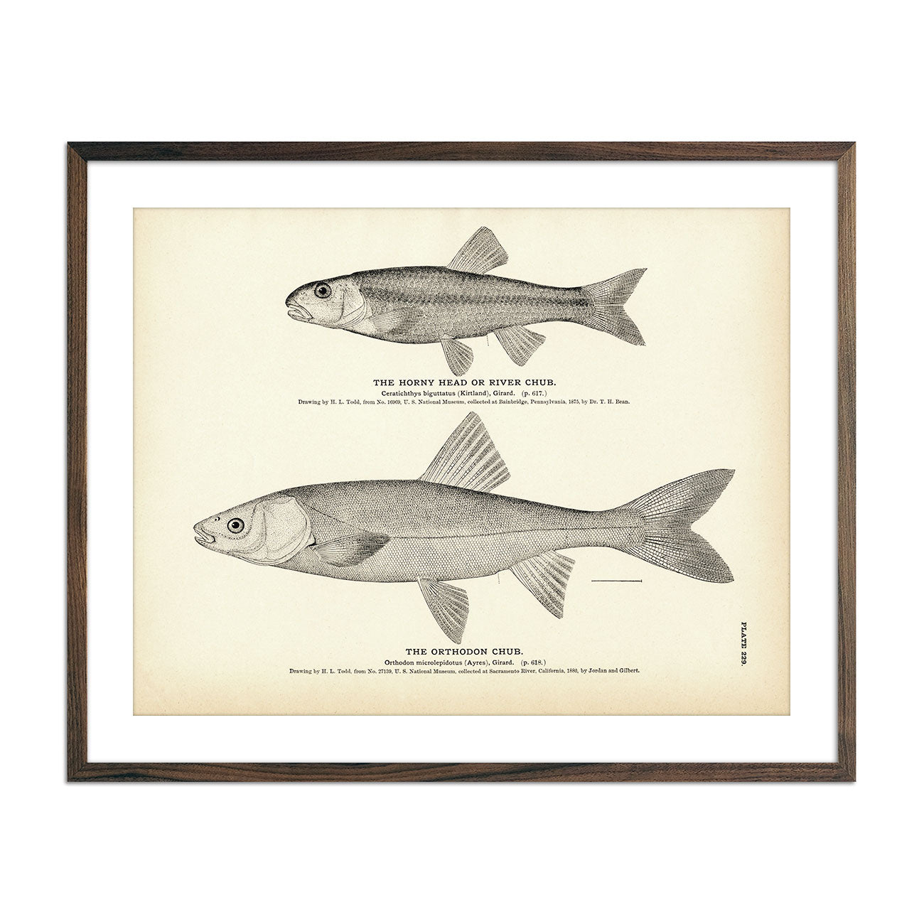 Horny Head (River Chub) and Orthodon Chub Art Print - Muir Way - Fisheries