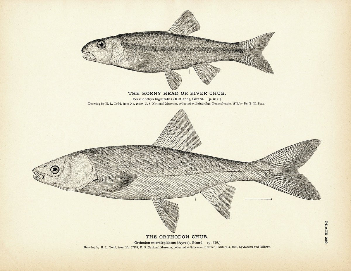 Horny Head (River Chub) and Orthodon Chub Art Print - Muir Way - Fisheries