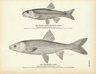 Horny Head (River Chub) and Orthodon Chub Art Print - Muir Way - Fisheries