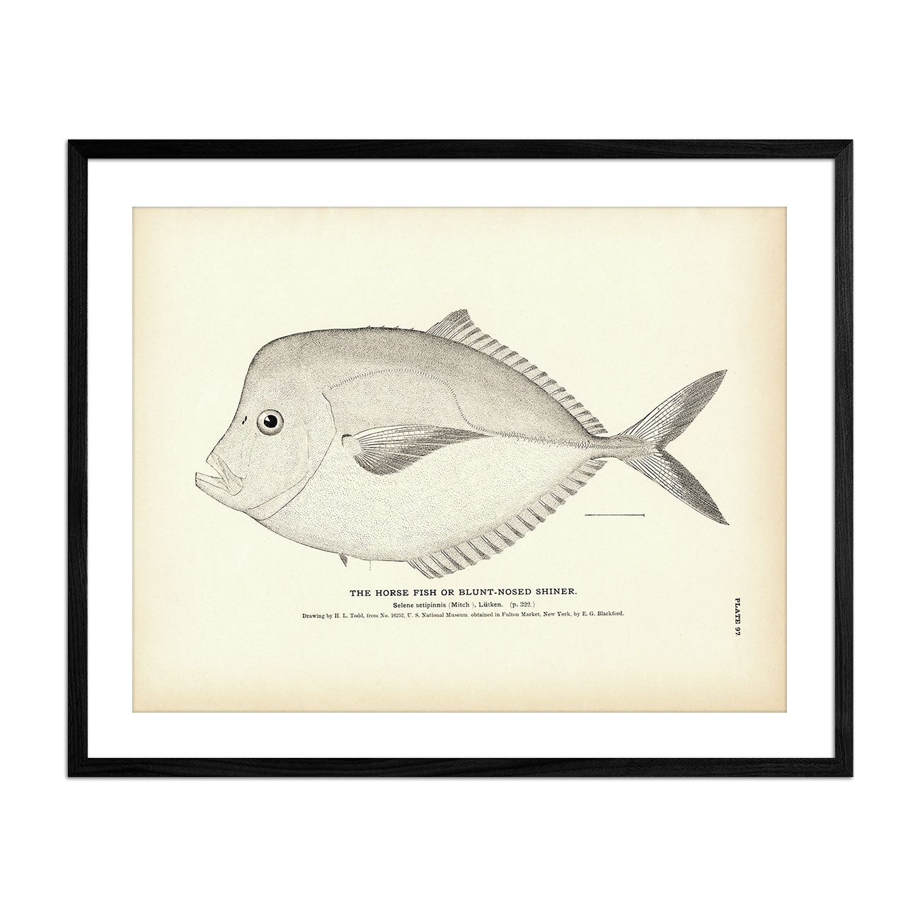 Horse Fish (Blunt - Nosed Shiner) Art Print - Muir Way - Fisheries