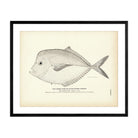 Horse Fish (Blunt - Nosed Shiner) Art Print - Muir Way - Fisheries