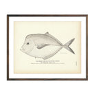 Horse Fish (Blunt - Nosed Shiner) Art Print - Muir Way - Fisheries