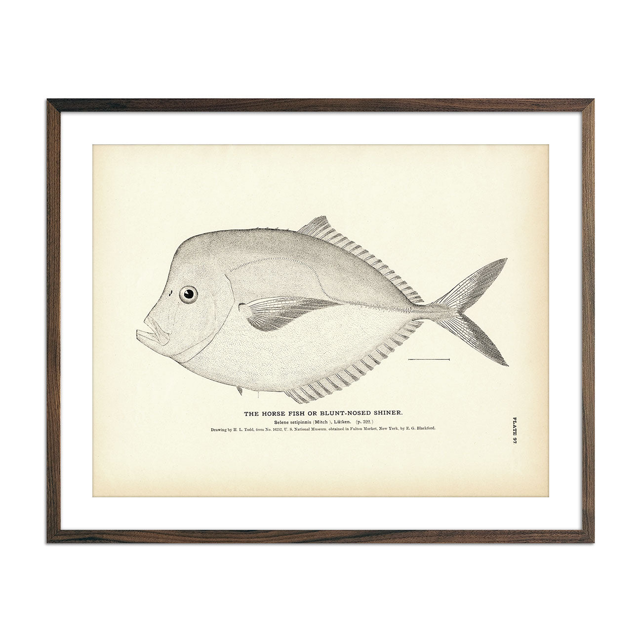 Horse Fish (Blunt - Nosed Shiner) Art Print - Muir Way - Fisheries