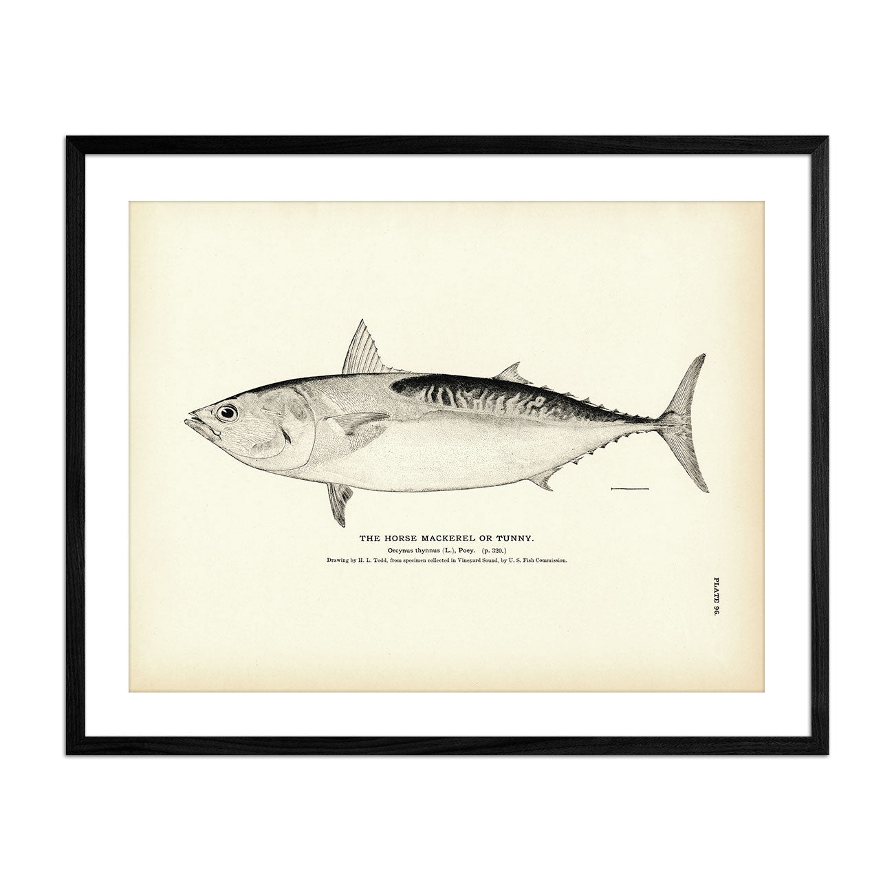 Horse Mackerel (Tunny) Art Print - Muir Way - Fisheries