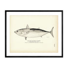 Horse Mackerel (Tunny) Art Print - Muir Way - Fisheries