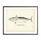 Horse Mackerel (Tunny) Art Print - Muir Way - Fisheries