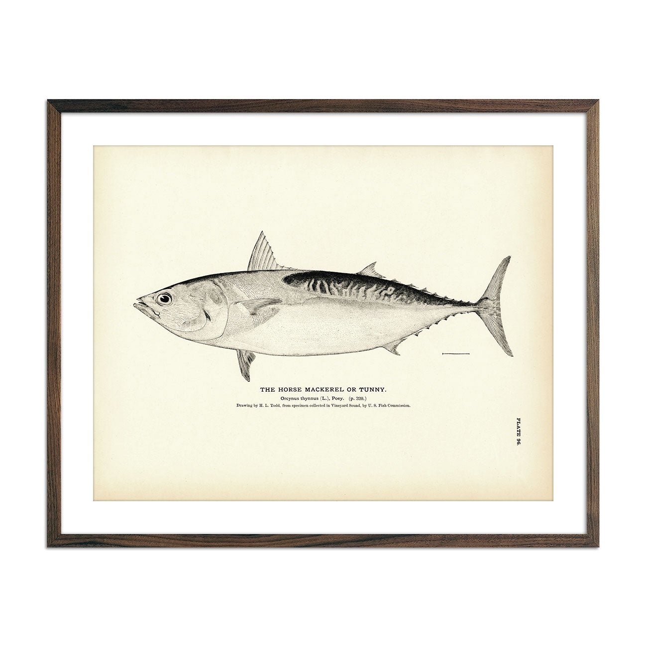 Horse Mackerel (Tunny) Art Print - Muir Way - Fisheries