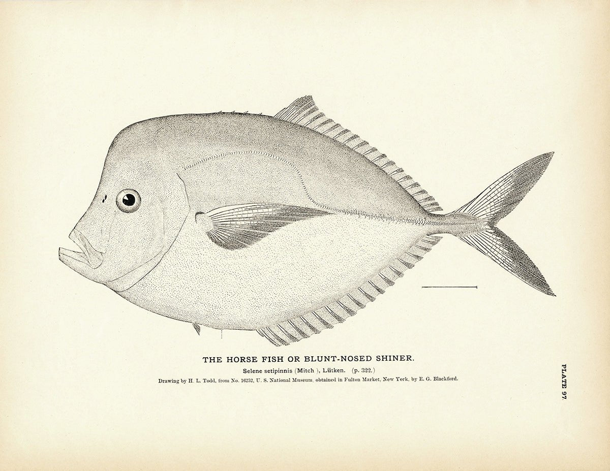 Horse Fish (Blunt - Nosed Shiner) Art Print - Muir Way - Fisheries