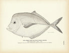 Horse Fish (Blunt - Nosed Shiner) Art Print - Muir Way - Fisheries