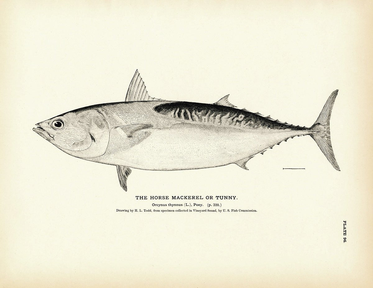 Horse Mackerel (Tunny) Art Print - Muir Way - Fisheries