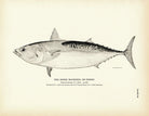 Horse Mackerel (Tunny) Art Print - Muir Way - Fisheries