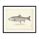 Gorbuscha (Hump - backed Salmon) Art Print - Muir Way - Fisheries