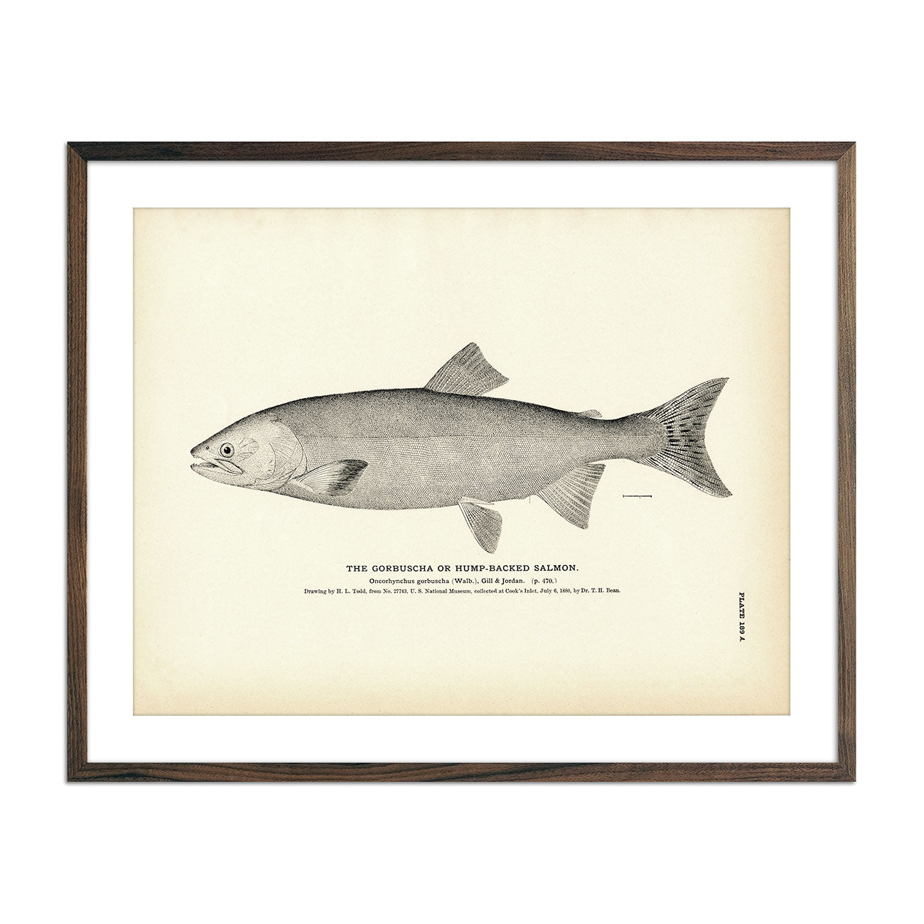 Vintage Gorbuscha fish print